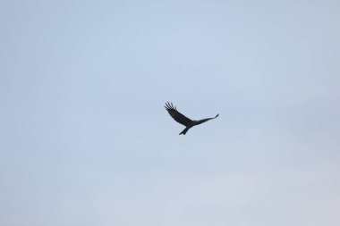 Kuş Kartal gökyüzünde