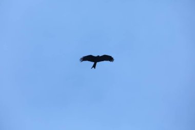 Kuş Kartal gökyüzünde