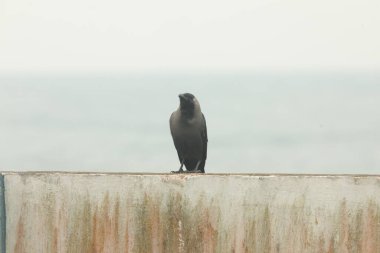 Eski duvardaki karga