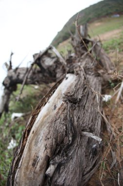 Doğada Kuru Ağaç Gövdesi Dokusu