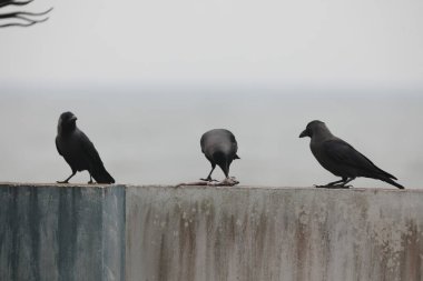 Eski duvardaki karga
