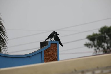 Güç Kablosundaki Kargalar