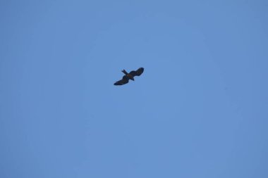 Kuş Kartal gökyüzünde