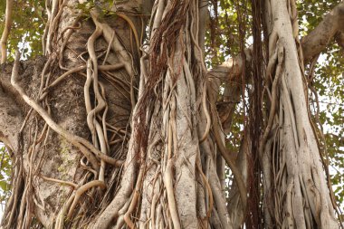 Büyük Bilgelik Ağacının Kökleri