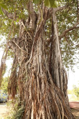 Büyük Bilgelik Ağacının Kökleri
