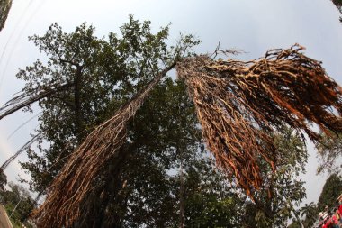 Büyük Bilgelik Ağacının Kökleri