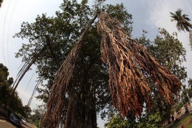 Büyük Bilgelik Ağacının Kökleri
