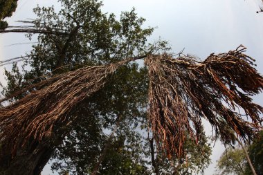 Büyük Bilgelik Ağacının Kökleri