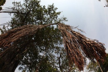 Büyük Bilgelik Ağacının Kökleri