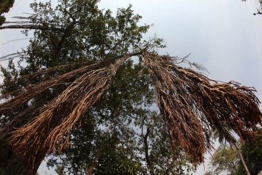 Büyük Bilgelik Ağacının Kökleri