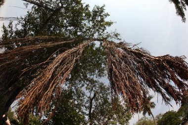 Büyük Bilgelik Ağacının Kökleri