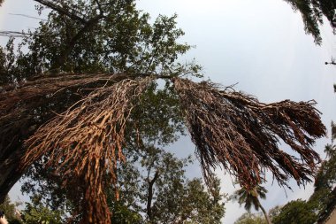 Büyük Bilgelik Ağacının Kökleri