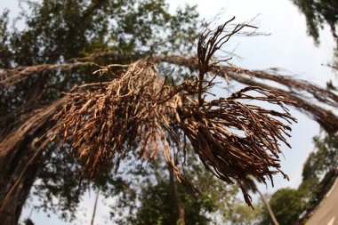 Büyük Bilgelik Ağacının Kökleri