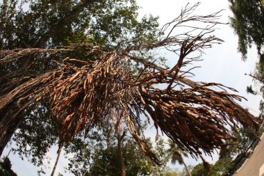 Büyük Bilgelik Ağacının Kökleri