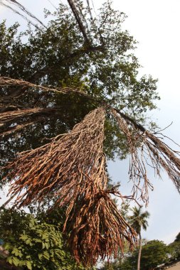 Büyük Bilgelik Ağacının Kökleri