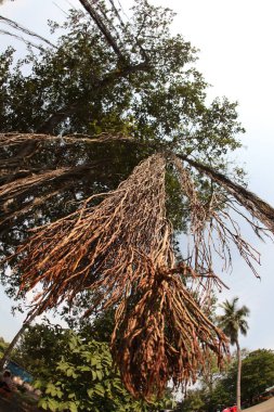Büyük Bilgelik Ağacının Kökleri