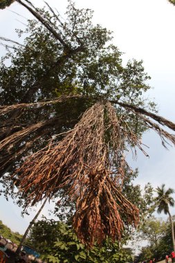 Büyük Bilgelik Ağacının Kökleri