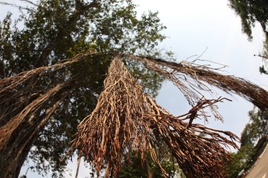 Büyük Bilgelik Ağacının Kökleri