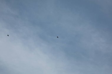 Kuş Kartal gökyüzünde uçuyor