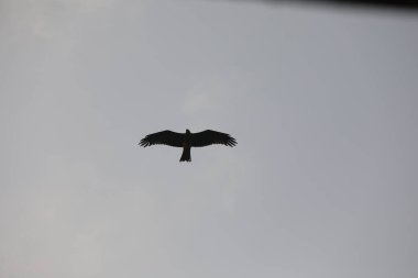 Kuş Kartal gökyüzünde uçuyor