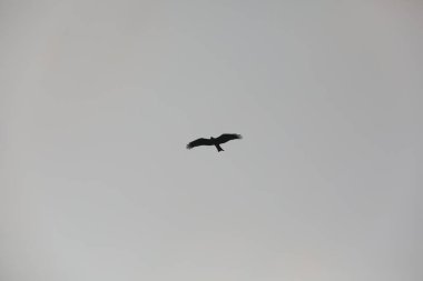 Kuş Kartal gökyüzünde uçuyor