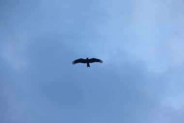 Kuş Kartal gökyüzünde uçuyor