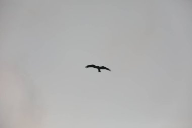 Kuş Kartal gökyüzünde uçuyor