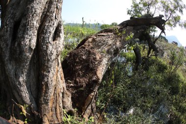Ağaç Gövdesi deseni makro çekim