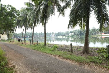 Kırsal bölgede bufalo