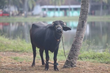 Kırsal bölgede bufalo
