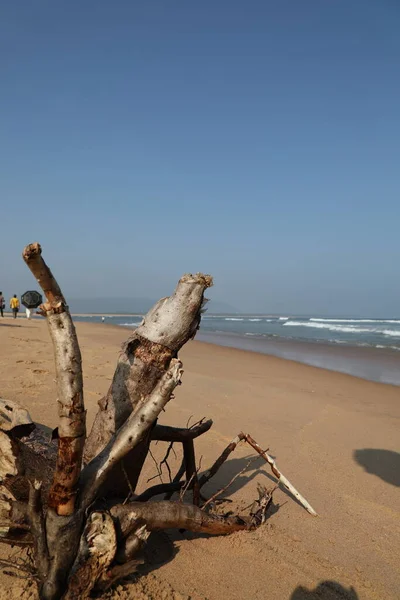 Dry Tree Beach — Stock Photo, Image