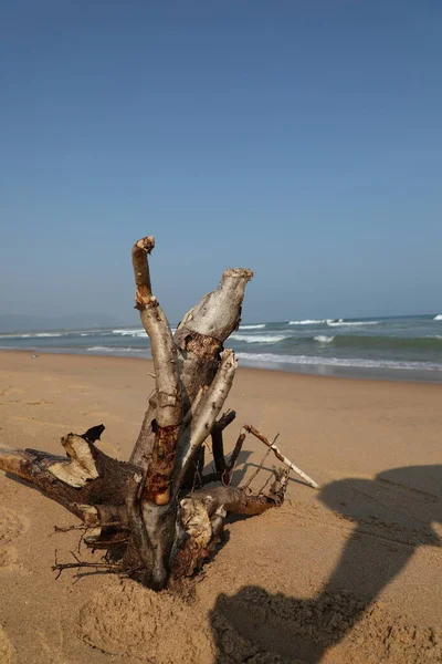 Dry Tree Beach — Stock Photo, Image