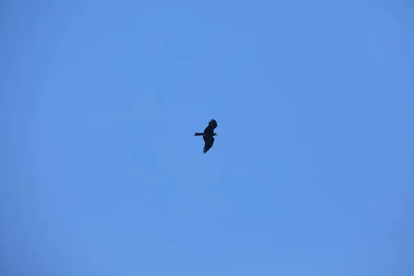 Bird Eagle in the sky