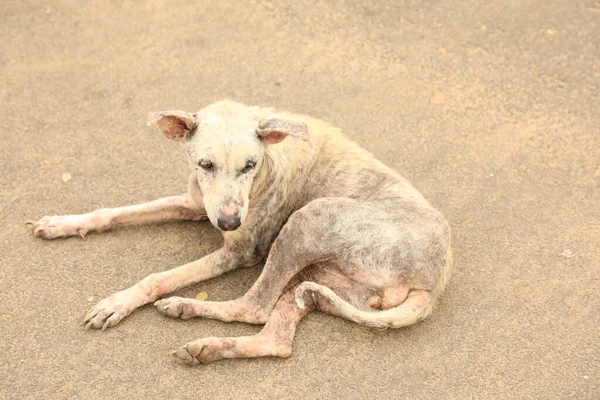 Dog sleeping at rural area