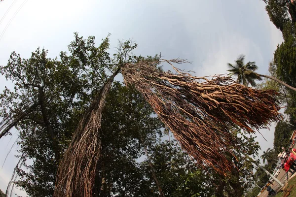 Büyük Bilgelik Ağacının Kökleri
