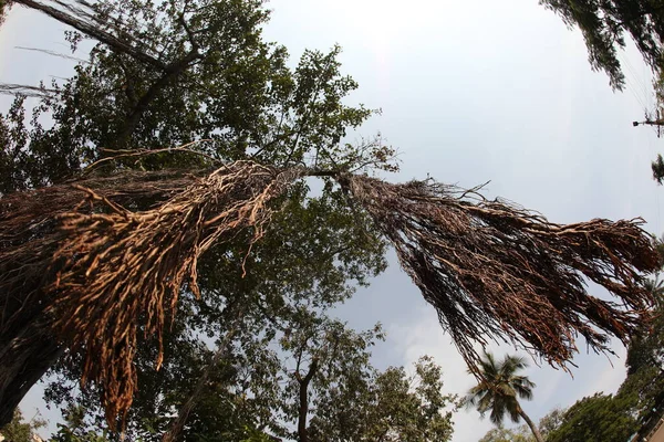 Büyük Bilgelik Ağacının Kökleri