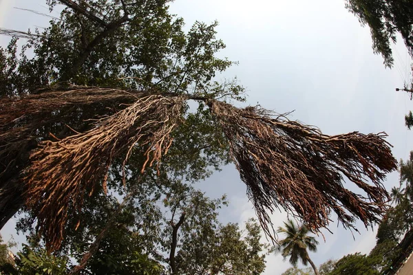 Büyük Bilgelik Ağacının Kökleri