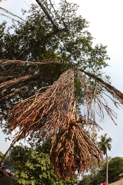 Büyük Bilgelik Ağacının Kökleri