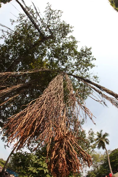 Büyük Bilgelik Ağacının Kökleri