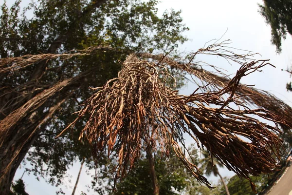 Büyük Bilgelik Ağacının Kökleri