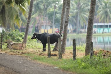 Maskeli Erkek Model Hindistan 22 Ocak 2021