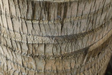 Kuru Ağaç Gövdesi Doku Makro