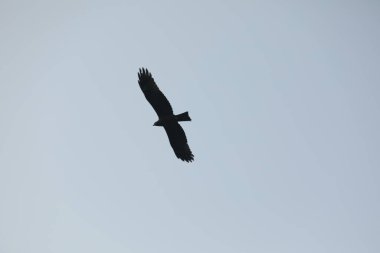 Kuş Kartal gökyüzünde uçuyor