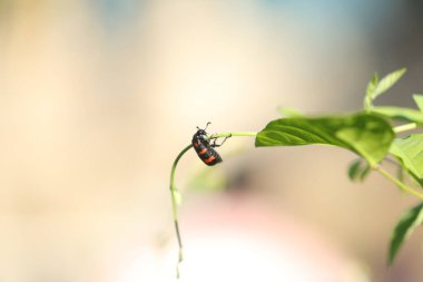 Insect fly on a Plant