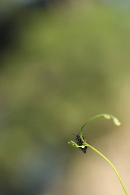 Insect fly on a Plant