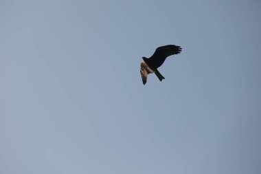 Kuş Kartal gökyüzünde uçuyor