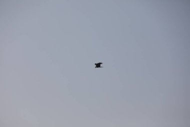 Kuş Kartal gökyüzünde uçuyor