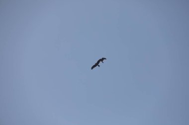 Kuş Kartal gökyüzünde