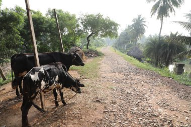 Tarlalarda Çalışan Çiftçi