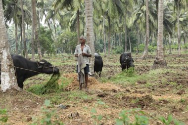 Tarlalarda Çalışan Çiftçi